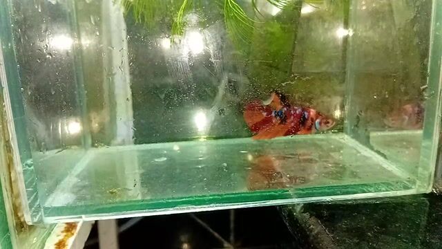 Cá Betta nemo . Mua bán Thú cưng khác tại Quận Thanh Khê Đà Nẵng được đăng bởi Bảo Betta Shop hình 1