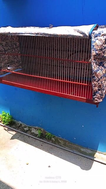 Lồng chim gỗ kim loại 1m. Mua bán Phụ kiện, Thức ăn, Dịch vụ tại Quận Tân Phú Tp Hồ Chí Minh được đăng bởi thiên phú  hình 1