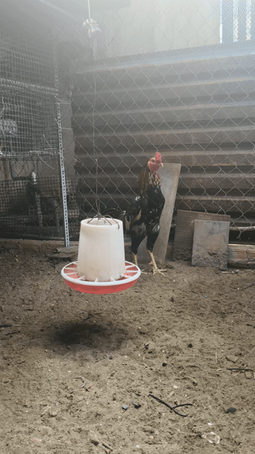 Gà đòn 3,6-3,7kg. Mua bán Gà tại Huyện Hóc Môn Tp Hồ Chí Minh được đăng bởi Tímayle  hình 1