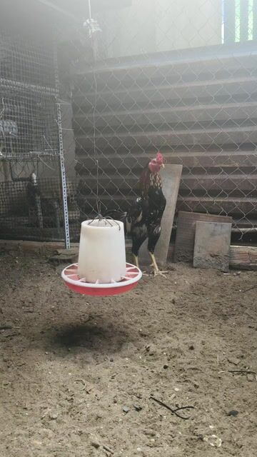 Gà đòn 3,6-3,7kg. Mua bán Gà tại Huyện Hóc Môn Tp Hồ Chí Minh được đăng bởi Tímayle  hình 1