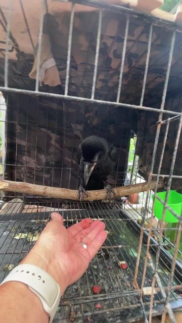 Chim cảnh Đen dạy nói tốt  Khỏe mạnh. Mua bán Chim tại Quận Cái Răng Cần Thơ được đăng bởi cần thơ  hình 1