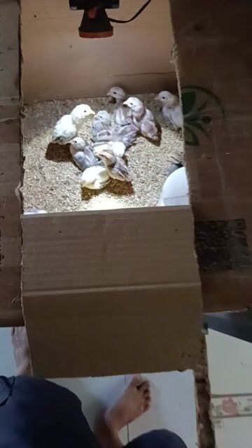 Gà Tre nhiều màu 3 tuần tuổi. Mua bán Gà tại Huyện Cần Giuộc Long An được đăng bởi Long Gà Tre  hình 1