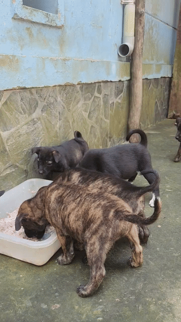 Chó Phú Quốc lai 3 tháng Mực, Dện. Mua bán Chó tại Huyện Giồng Trôm Bến Tre được đăng bởi Vi tính Tân Phú hình 1