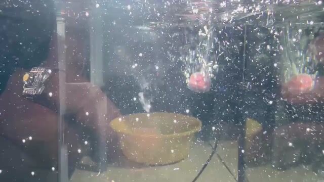 Cá Lóc Tiểu hoàng đế Highfin. Mua bán Thú cưng khác tại Quận 12 Tp Hồ Chí Minh được đăng bởi Cá Cảnh Giá Rẻ hình 1