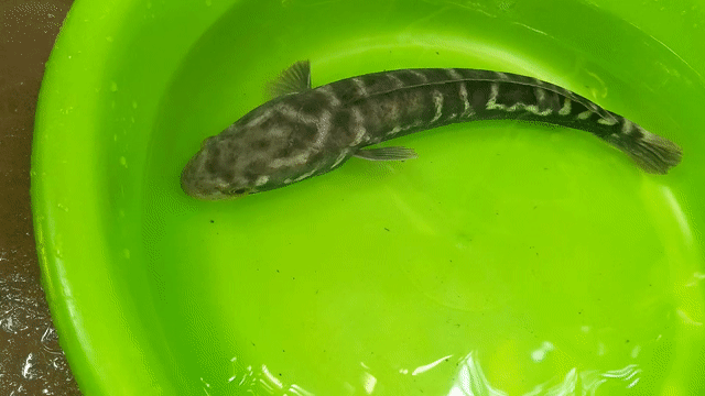 Cá lóc bông 0.5kg tự nhiên. Mua bán Thú cưng khác tại Huyện Châu Thành Bến Tre được đăng bởi Bến Tre Gà Đá hình 1