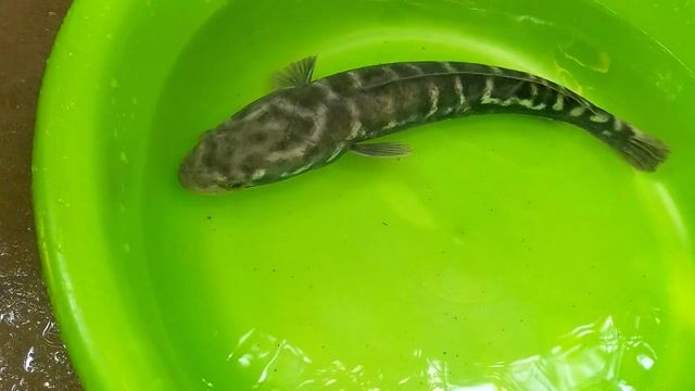 Cá lóc bông 0.5kg tự nhiên. Mua bán Thú cưng khác tại Huyện Châu Thành Bến Tre được đăng bởi Bến Tre Gà Đá hình 1