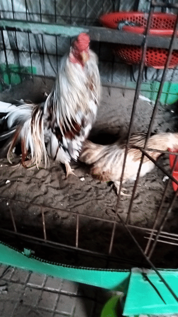 Gà Trống, Mái Trắng, Nâu. Mua bán Gà tại Huyện Chợ Mới An Giang được đăng bởi Tâm Xì hình 1