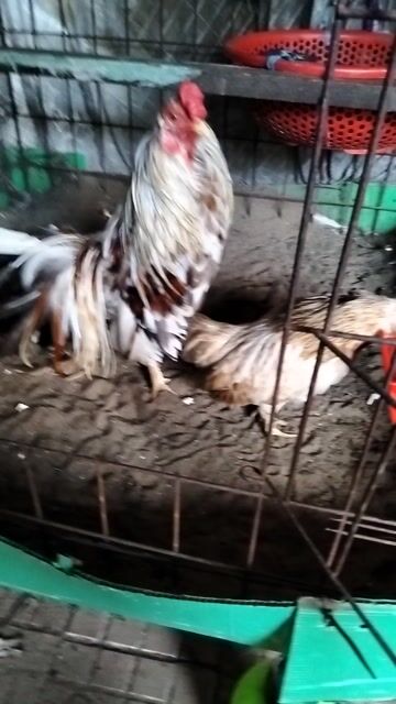 Gà Trống, Mái Trắng, Nâu. Mua bán Gà tại Huyện Chợ Mới An Giang được đăng bởi Tâm Xì hình 1