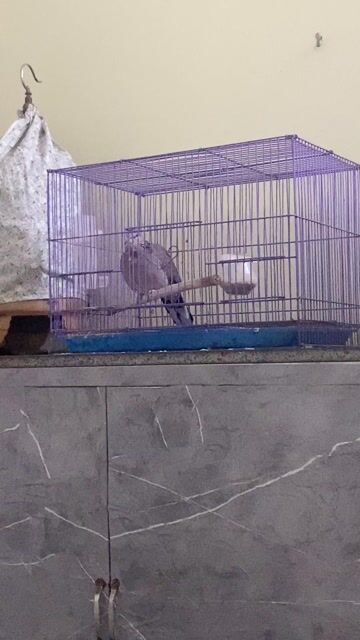 E bán cu gáy âm đồng diều nuôi đc một năm. Mua bán Chim tại Quận Long Biên Hà Nội được đăng bởi dh hình 1