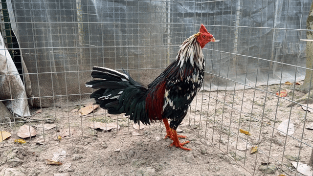 Que bông 2kg7 tay 1 cục tốc độ. Mua bán Gà tại Huyện Cao Lãnh Đồng Tháp được đăng bởi Tài Gà hình 1