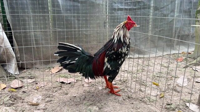 Que bông 2kg7 tay 1 cục tốc độ. Mua bán Gà tại Huyện Cao Lãnh Đồng Tháp được đăng bởi Tài Gà hình 1