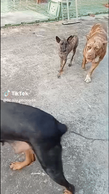 Chó Doberman cái 30kg..1 bandog gần 50kg. Mua bán Chó tại Huyện Củ Chi Tp Hồ Chí Minh được đăng bởi Nhung Phạm hình 1