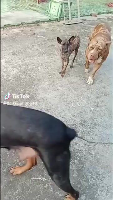 Chó Doberman cái 30kg..1 bandog gần 50kg. Mua bán Chó tại Huyện Củ Chi Tp Hồ Chí Minh được đăng bởi Nhung Phạm hình 1