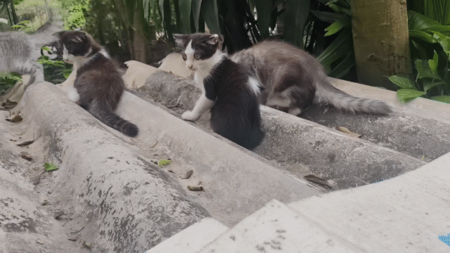 Mèo 2 tháng Đen trắng Xám trắng. Mua bán Mèo tại Huyện Khoái Châu Hưng Yên được đăng bởi Hau Luu hình 1