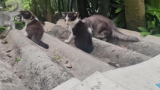 Mèo 2 tháng Đen trắng Xám trắng. Mua bán Mèo tại Huyện Khoái Châu Hưng Yên được đăng bởi Hau Luu hình 1