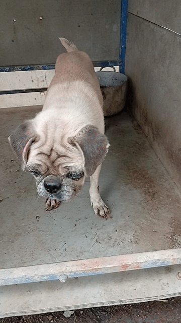 Chó Pug Nâu vàng. Mua bán Chó tại Thị xã Bến Cát Bình Dương được đăng bởi Văn thanh  hình 1