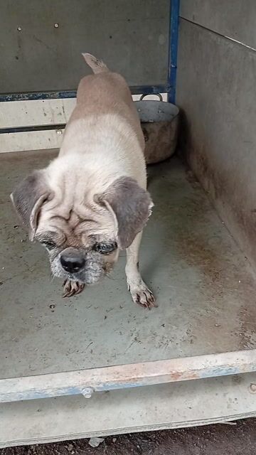 Chó Pug Nâu vàng. Mua bán Chó tại Thị xã Bến Cát Bình Dương được đăng bởi Văn thanh  hình 1