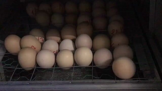 Trứng gà ta tươi sống. Mua bán Đồ ăn, thực phẩm và các loại khác tại Quận 12 Tp Hồ Chí Minh được đăng bởi Cửa Hàng Tiện Lợi hình 1