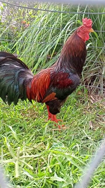 Gà trống Đỏ đen đực. Mua bán Gà tại Thành phố Tân An Long An được đăng bởi Nguyễn Hoàng Gia hình 1