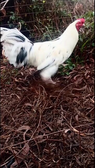 bướm 3k3. Mua bán Gà tại Huyện Đông Hải Bạc Liêu được đăng bởi gà giống hình 1