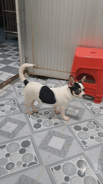 Chihuahua bò sữa. Mua bán Chó tại Thành phố Thuận An Bình Dương được đăng bởi Mỹ Linh hình 1