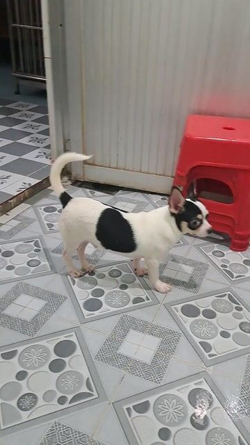 Chihuahua bò sữa. Mua bán Chó tại Thành phố Thuận An Bình Dương được đăng bởi Mỹ Linh hình 1