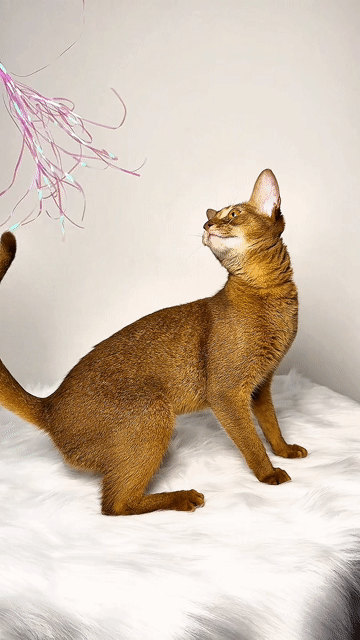 Mèo Abyssinian cái 7 tháng siêu xinh làm phả được. Mua bán Mèo tại Quận Nam Từ Liêm Hà Nội được đăng bởi Đại Ngọc ChamMiloHouse hình 1