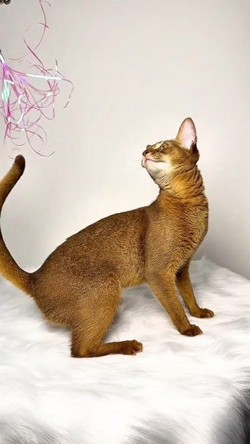 Mèo Abyssinian cái 7 tháng siêu xinh làm phả được. Mua bán Mèo tại Quận Nam Từ Liêm Hà Nội được đăng bởi Đại Ngọc ChamMiloHouse hình 1