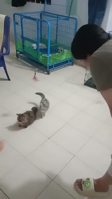 Mèo Anh chân lùn 2-4 tháng. Mua bán Mèo tại Huyện Bàu Bàng Bình Dương được đăng bởi Per Ala  hình 1