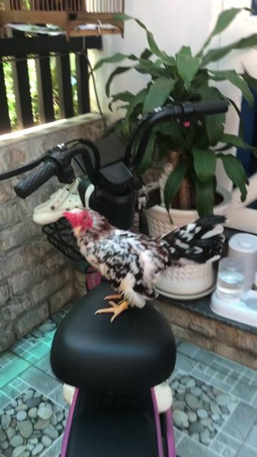 Gà cảnh Đa sắc Đực. Mua bán Gà tại Huyện Nhà Bè Tp Hồ Chí Minh được đăng bởi LÊ VĂN GIÀU hình 1