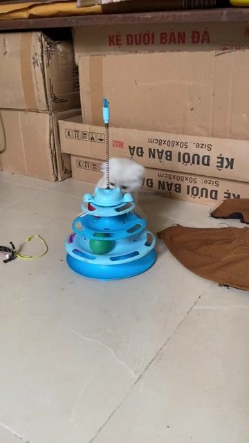 Anh lông ngắn thuần chủng Silver tai cụp( có fix). Mua bán Mèo tại Huyện Đan Phượng Hà Nội được đăng bởi Thanh Thào hình 1
