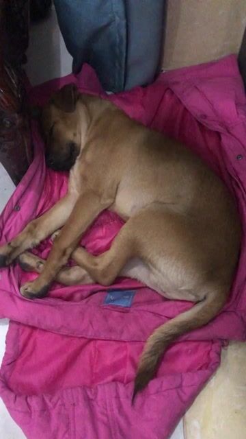 chó phú quốc lai. Mua bán Chó tại Quận Liên Chiểu Đà Nẵng được đăng bởi Cuộc Sống Mới hình 1