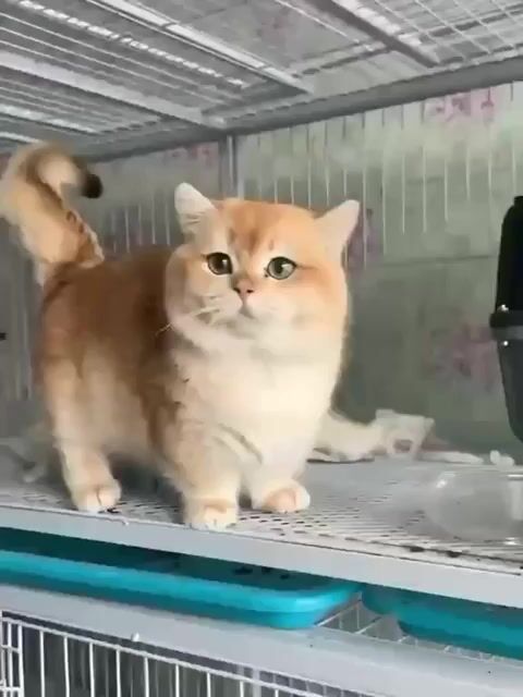 Meo meo phối cho các 🍓. Mua bán Mèo tại Huyện Gia Lâm Hà Nội được đăng bởi Quý Văn hình 1