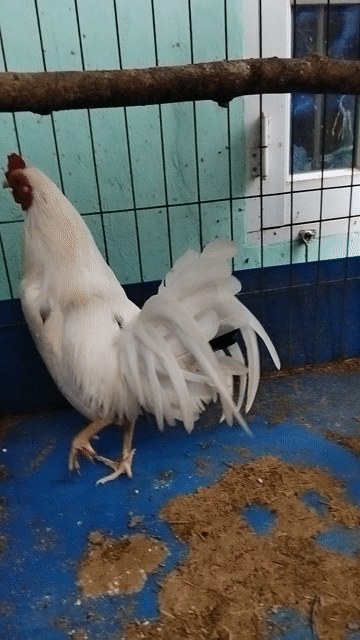 Gà trống giống trắng 7 tháng. Mua bán Gà tại Thành phố Tân An Long An được đăng bởi Chuyên gà lai  hình 1
