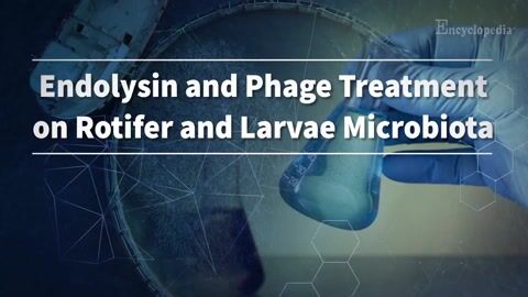 Encyclopedia-Endolysin and Phage Treatment on Rotifer and Larvae Microbiota
