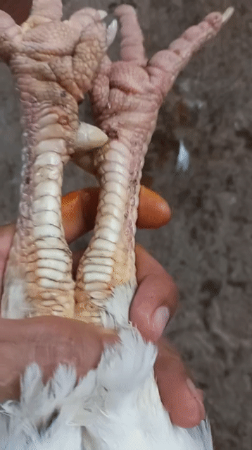 Gà trống 3.5kg 7 tháng màu Trắng. Mua bán Gà tại Huyện Cù Lao Dung Sóc Trăng được đăng bởi Hải hình 1