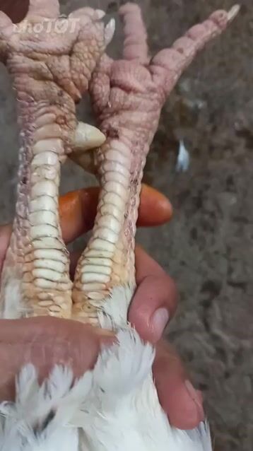Gà trống 3.5kg 7 tháng màu Trắng. Mua bán Gà tại Huyện Cù Lao Dung Sóc Trăng được đăng bởi Hải hình 1