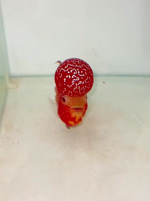 Cá la hán Kamfa F3 2 tone. Mua bán Thú cưng khác tại Quận 5 Tp Hồ Chí Minh được đăng bởi Khanh nam hình 1