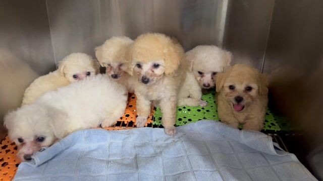 Chó Poodle vàng kem, trắng 1.5 tháng. Mua bán Chó tại Huyện Xuân Lộc Đồng Nai được đăng bởi Chân hình 1