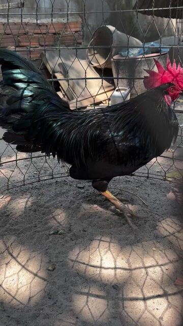 Gà chọi Đen 3kg Đực. Mua bán Gà tại Quận 12 Tp Hồ Chí Minh được đăng bởi trung hình 1