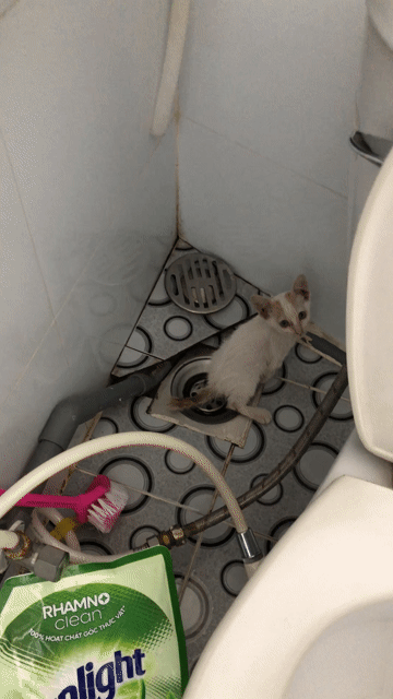 Mèo con Trắng vàng 1 tháng tuổi. Mua bán Mèo tại Huyện Nhà Bè Tp Hồ Chí Minh được đăng bởi Thaiphuc hình 1