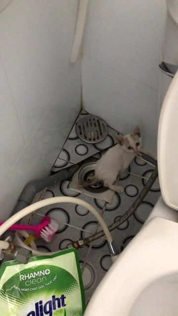 Mèo con Trắng vàng 1 tháng tuổi. Mua bán Mèo tại Huyện Nhà Bè Tp Hồ Chí Minh được đăng bởi Thaiphuc hình 1