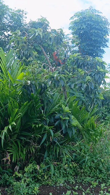 Gà lai Gà tơ. Mua bán Gà tại Thành phố Buôn Ma Thuột Đắk Lắk được đăng bởi Phong hình 1