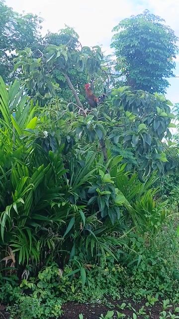 Gà lai Gà tơ. Mua bán Gà tại Thành phố Buôn Ma Thuột Đắk Lắk được đăng bởi Phong hình 1
