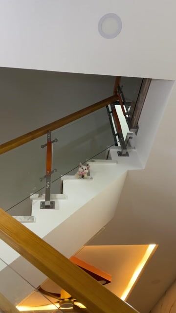 Mèo lai ALN Trắng mắt xanh 6 tháng. Mua bán Mèo tại Quận 8 Tp Hồ Chí Minh được đăng bởi Sammies hình 1