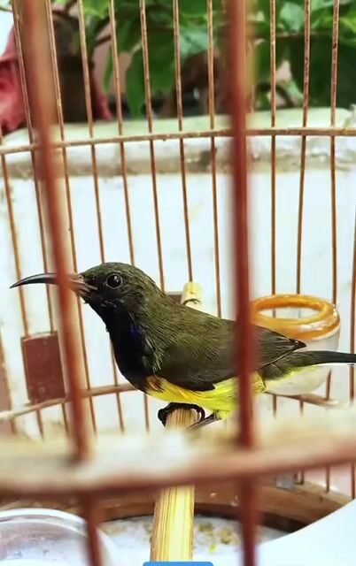 hút mật cám cứng. Mua bán Chim tại Quận Tân Bình Tp Hồ Chí Minh được đăng bởi meomeo hình 1