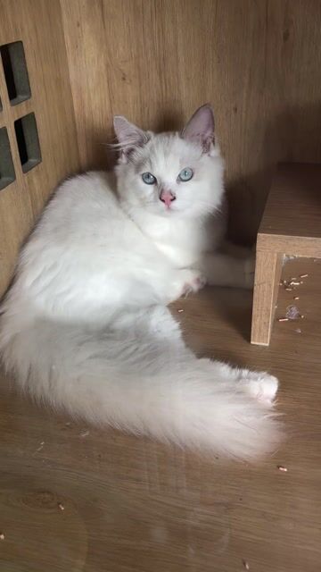 Mèo Ragdoll Đực. Mua bán Mèo tại Quận 7 Tp Hồ Chí Minh được đăng bởi Nhà Nấm hình 1
