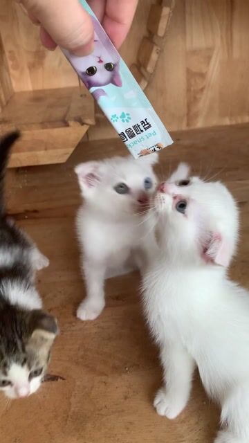 Mèo Tai cụp chân lùn Trắng. Mua bán Mèo tại Thành phố Thủ Dầu Một Bình Dương được đăng bởi Nhàn Nhí Nhảnh hình 1