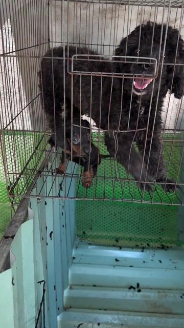 Chó Lạp xưởng đực. Mua bán Chó tại Thị xã Bến Cát Bình Dương được đăng bởi Nhiiii Nèee hình 1