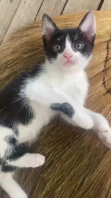 Mèo Lai Golden Đen trắng 2 tháng. Mua bán Mèo tại Huyện Bình Chánh Tp Hồ Chí Minh được đăng bởi Tấn Phát hình 1